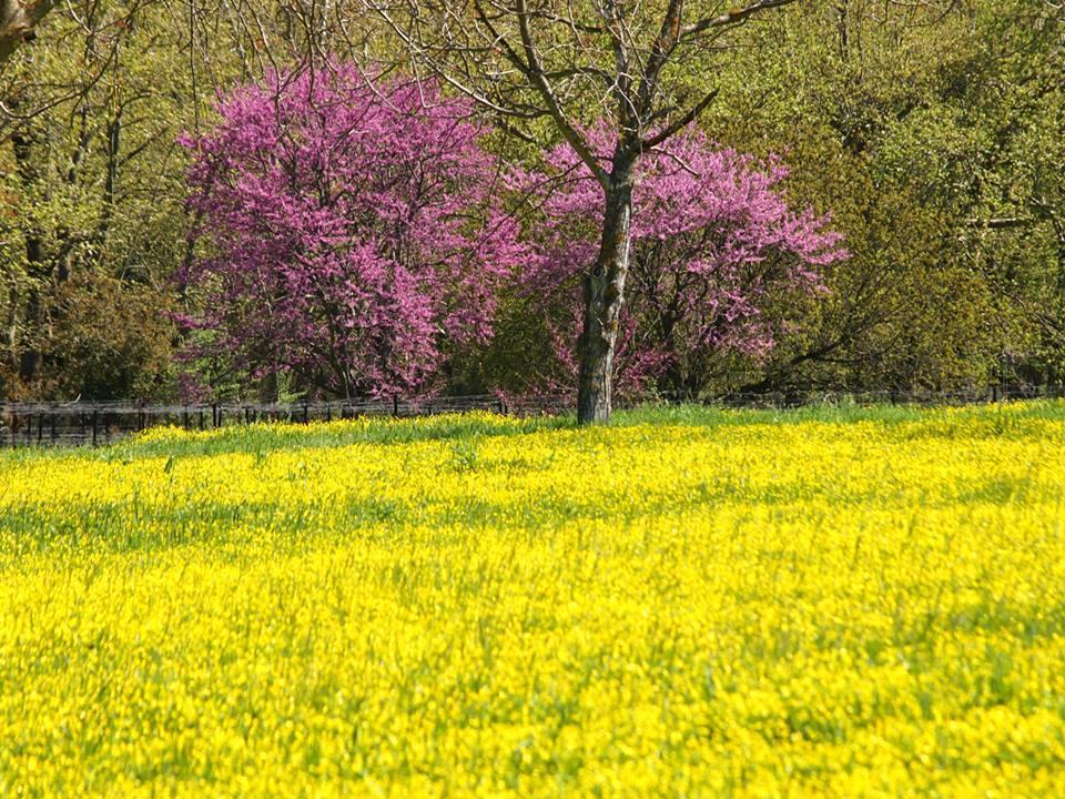 Livadaki Village Megali Kapsi Экстерьер фото